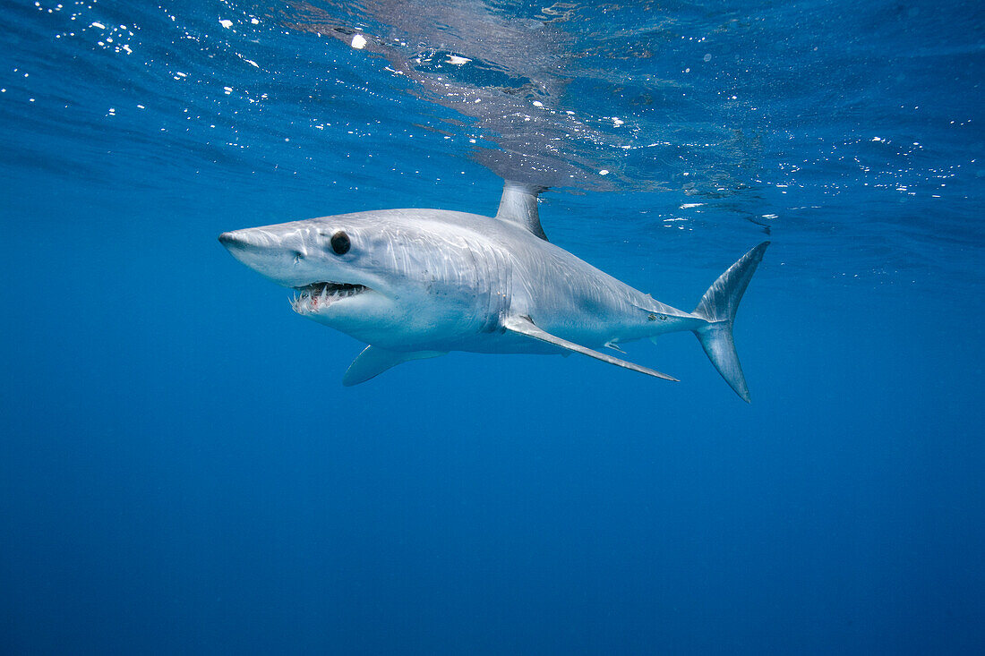 Shortfin Mako (Isurus oxyrhynchus), La Jolla, San Diego, California