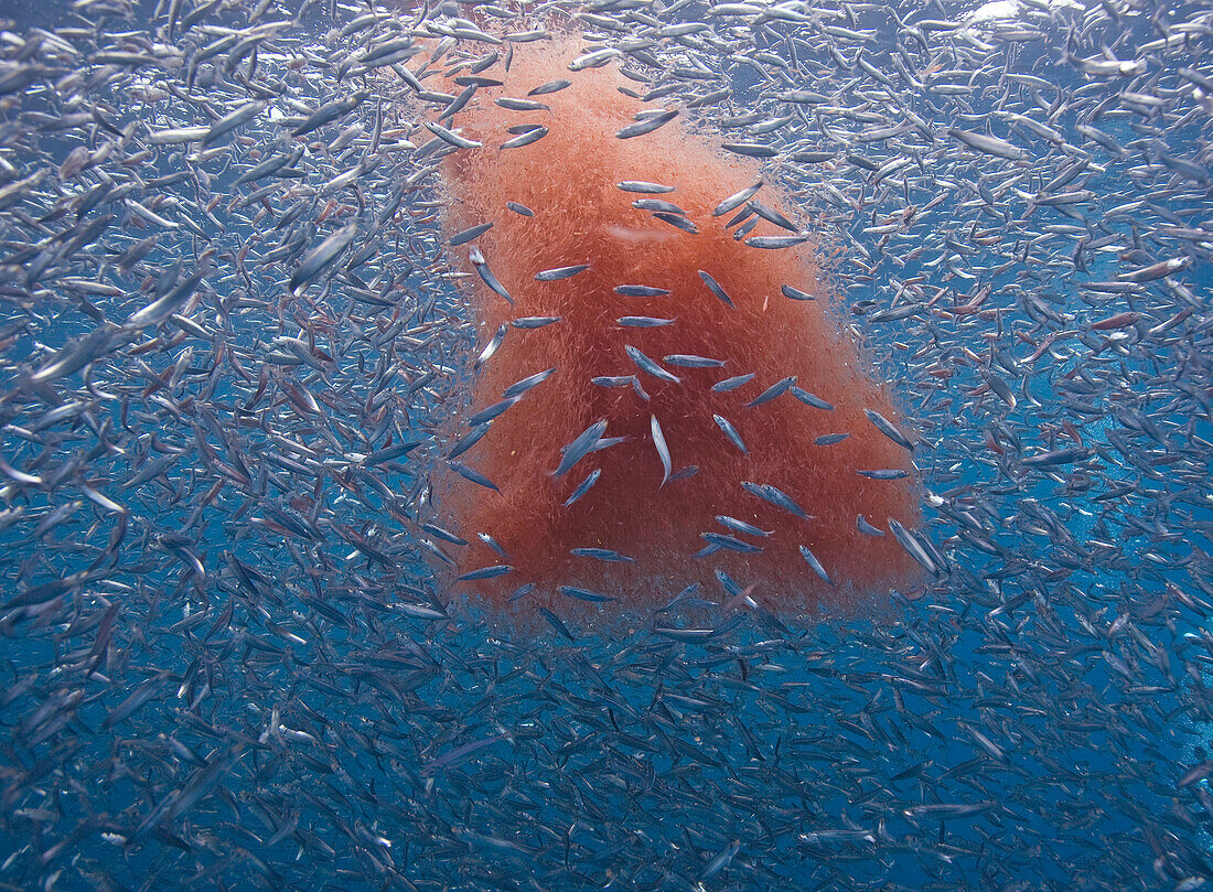 Pacific Sardine (Sardinops sagax) school feeding on Krill (Thysanoessa spinifera), Los Coronados Islands, Baja California, Mexico