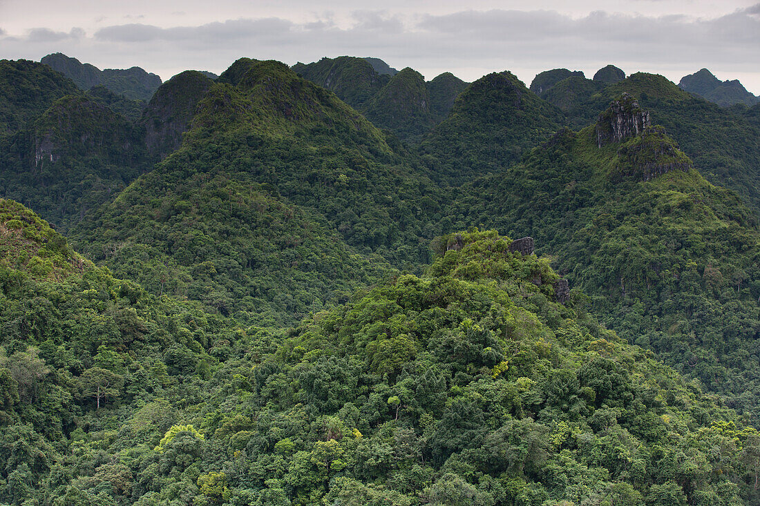 Rainforest covering hillsides, Ha Long Bay, Cat Ba Island, Vietnam