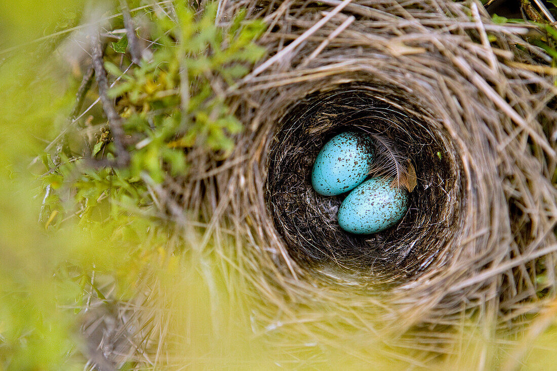 Rufous-collared Sparrow (Zonotrichia capensis) eggs in nest, Ciudad de Piedra, Andes, western Bolivia