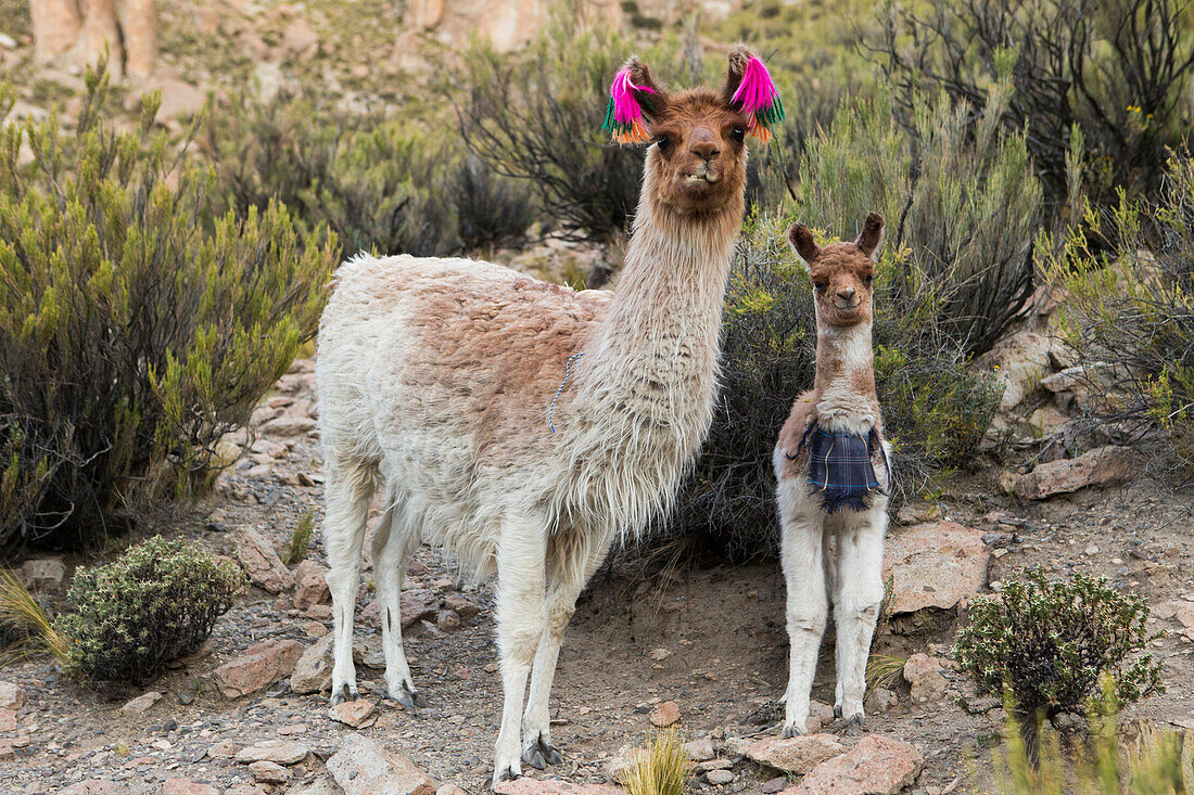 Llama (Lama glama) mother and cria, Abra Granada, Andes, northwestern Argentina