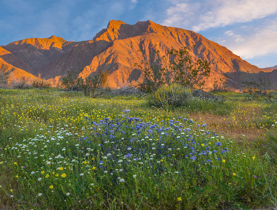 Desert Bluebell (Phacelia campanularia) and California Desert Dandelion (Malacothrix californica) flowers in spring bloom, Anza-Borrego Desert State Park, California