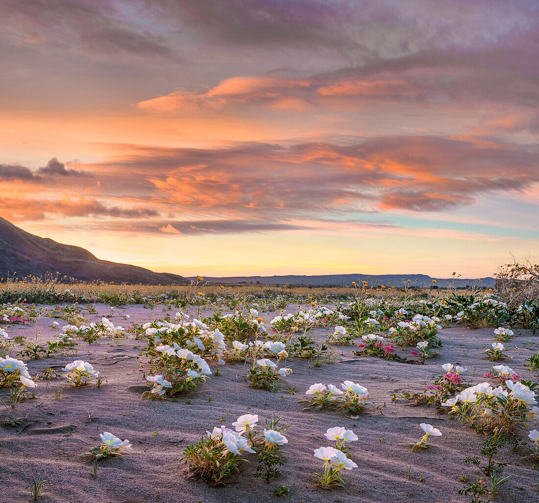 Desert Lily (Hesperocallis undulata) flowers in spring bloom, Anza-Borrego Desert State Park, California