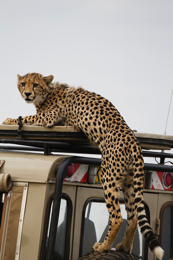 Cheetah (Acinonyx jubatus) cub climbing on vehicle, Masai Mara, Kenya