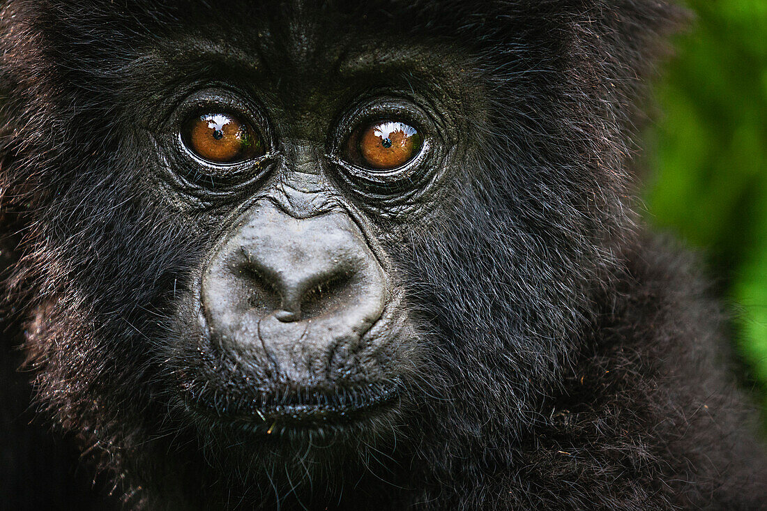 Mountain Gorilla (Gorilla gorilla beringei) young, Volcanoes National Park, Rwanda