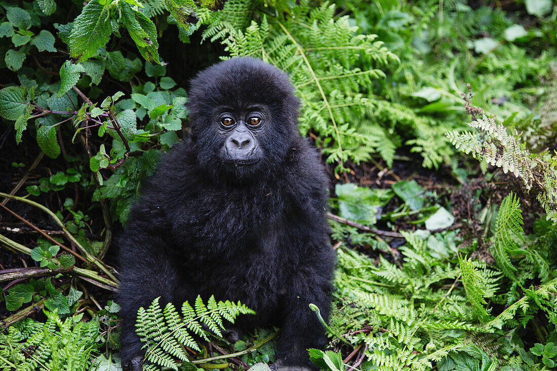 Mountain Gorilla (Gorilla gorilla beringei) young, Volcanoes National Park, Rwanda