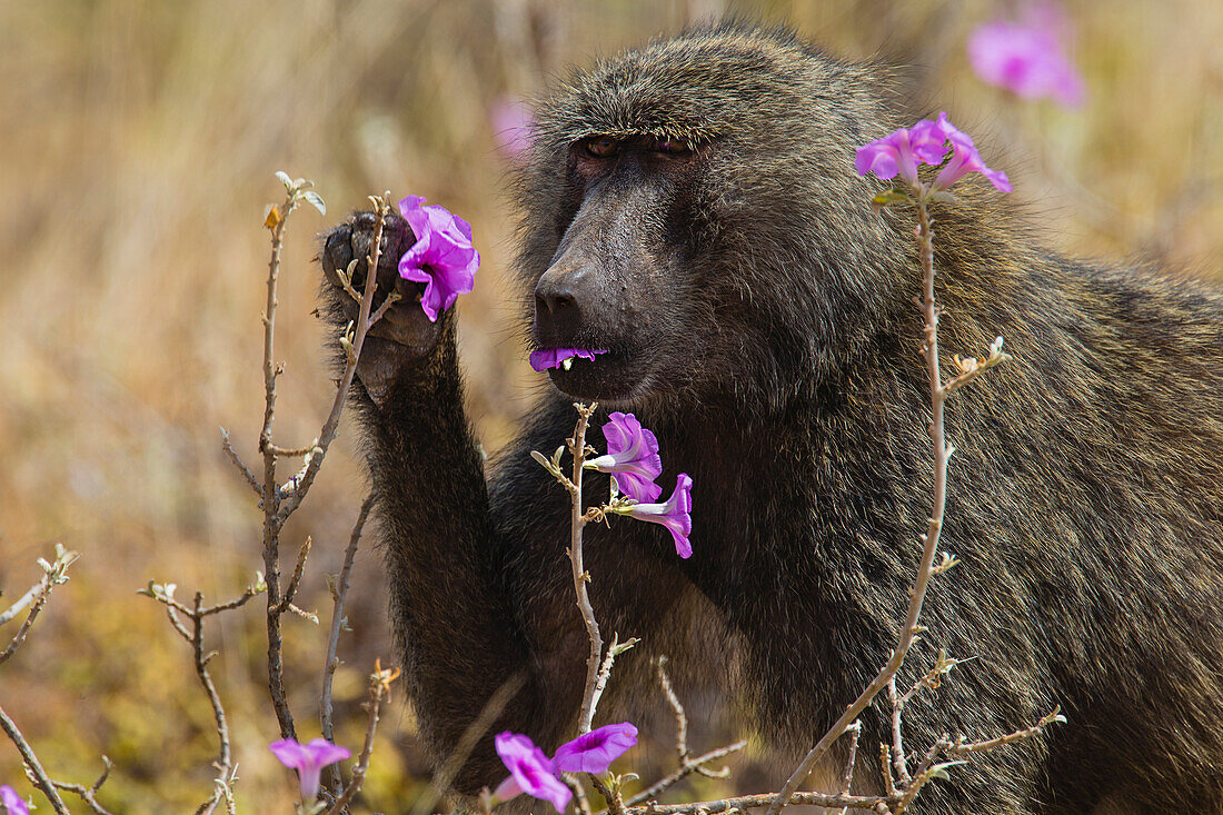 Olive Baboon (Papio anubis) feeding on flowers, Samburu-Isiolo Game Reserve, Kenya