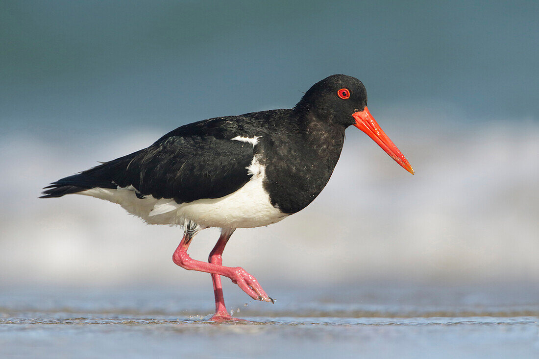 Pied Oystercatcher (Haematopus longirostris), Victoria, Australia