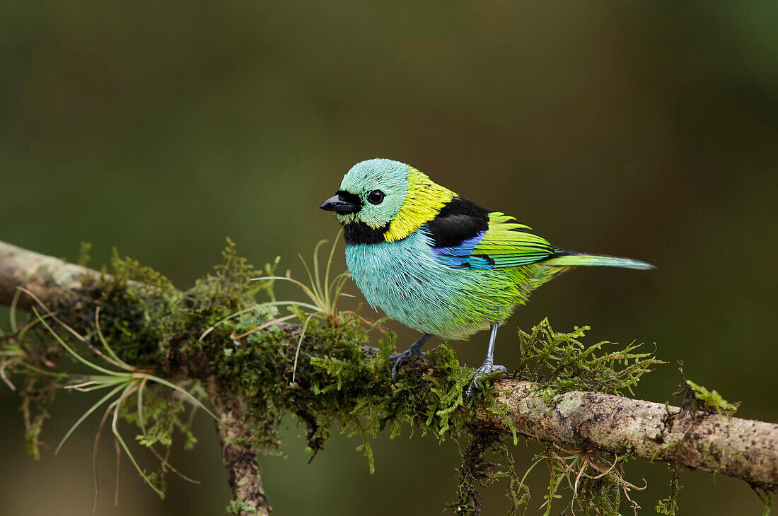 Green-headed Tanager (Tangara seledon), Atlantic Rainforest, Brazil