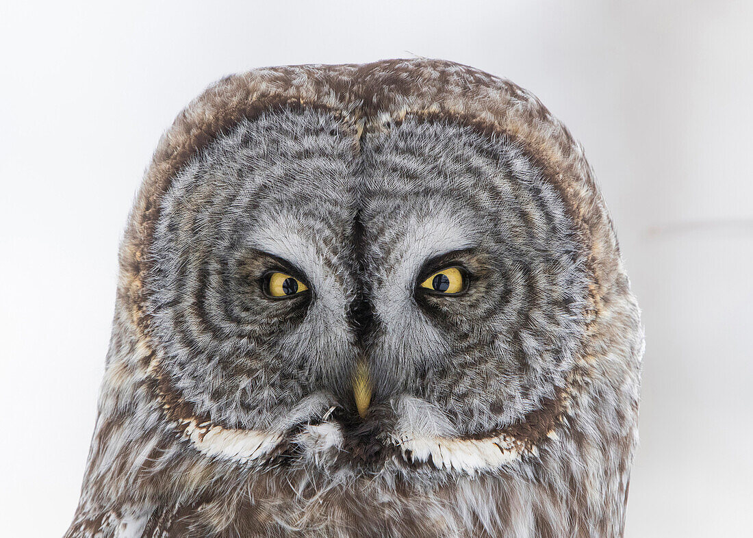 Great Gray Owl (Strix nebulosa), Quebec, Canada