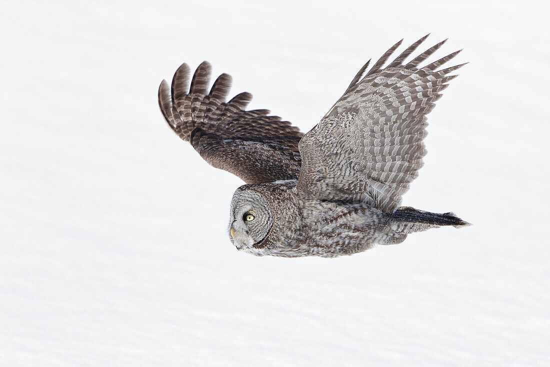 Great Gray Owl (Strix nebulosa) flying, Quebec, Canada