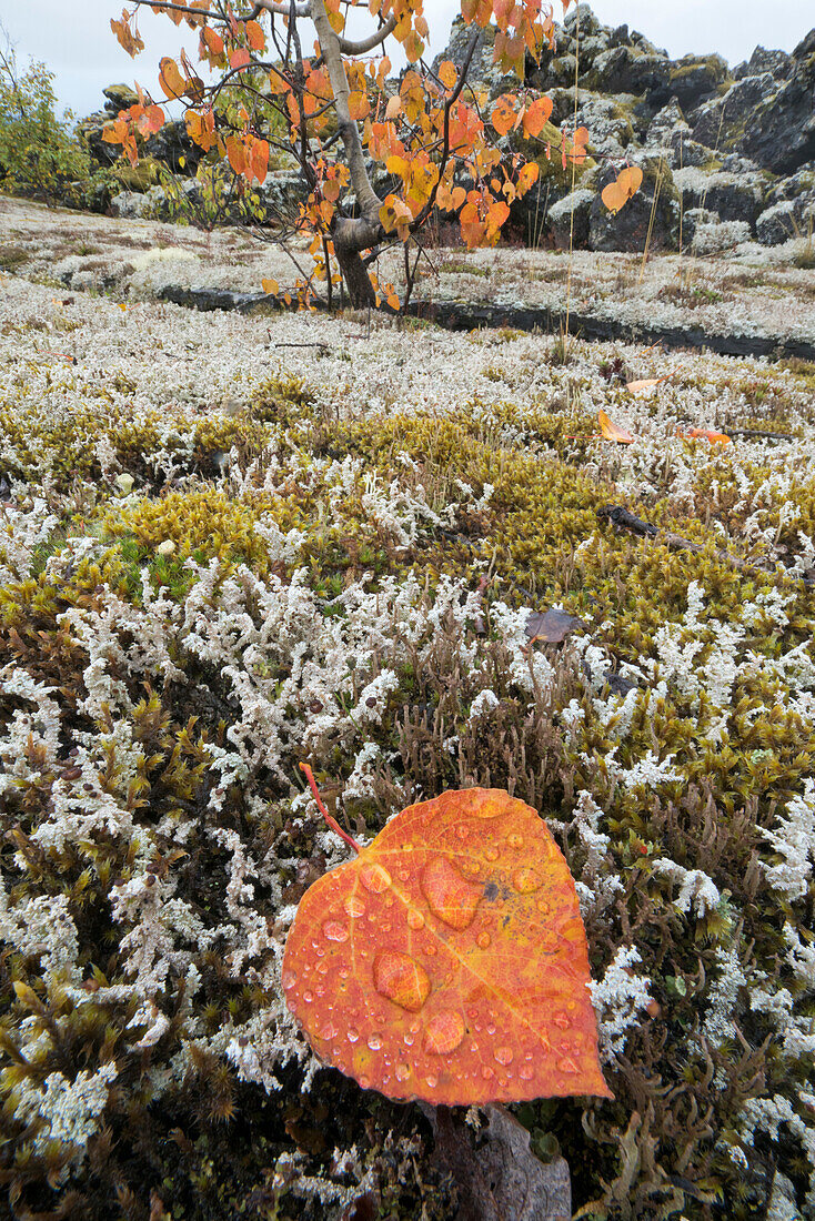 Cottonwood (Populus sp) leaf on moss in autumn, Nisga'a Memorial Lava Bed Provincial Park, British Columbia, Canada