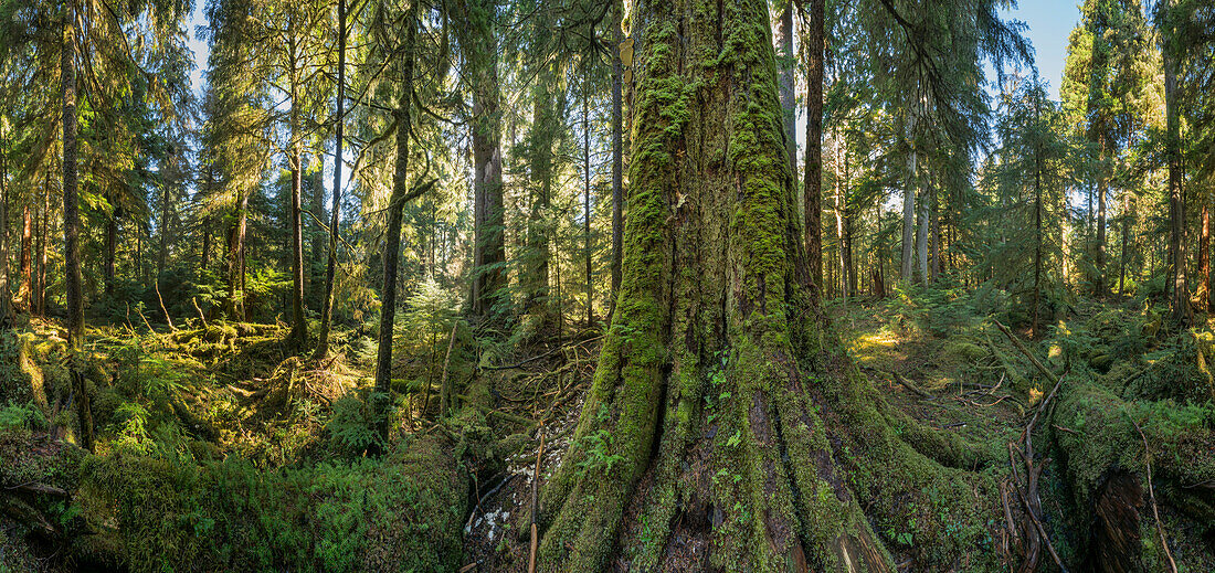 Temperate rainforest, Graham Island, Haida Gwaii, British Columbia, Canada
