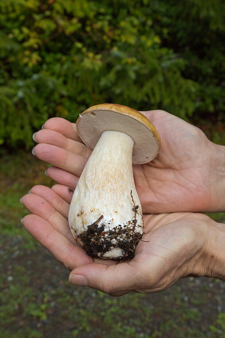 King Bolete (Boletus edulis) mushroom held by mushroom gatherer, Graham Island, Haida Gwaii, British Columbia, Canada