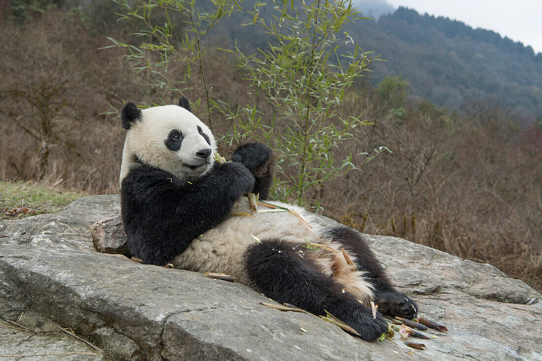Giant Panda (Ailuropoda melanoleuca) reclining and feeding on bamboo, Wolong Nature Reserve, Sichuan, China
