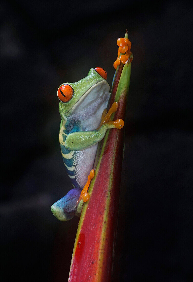 Red-eyed Tree Frog (Agalychnis callidryas), Costa Rica