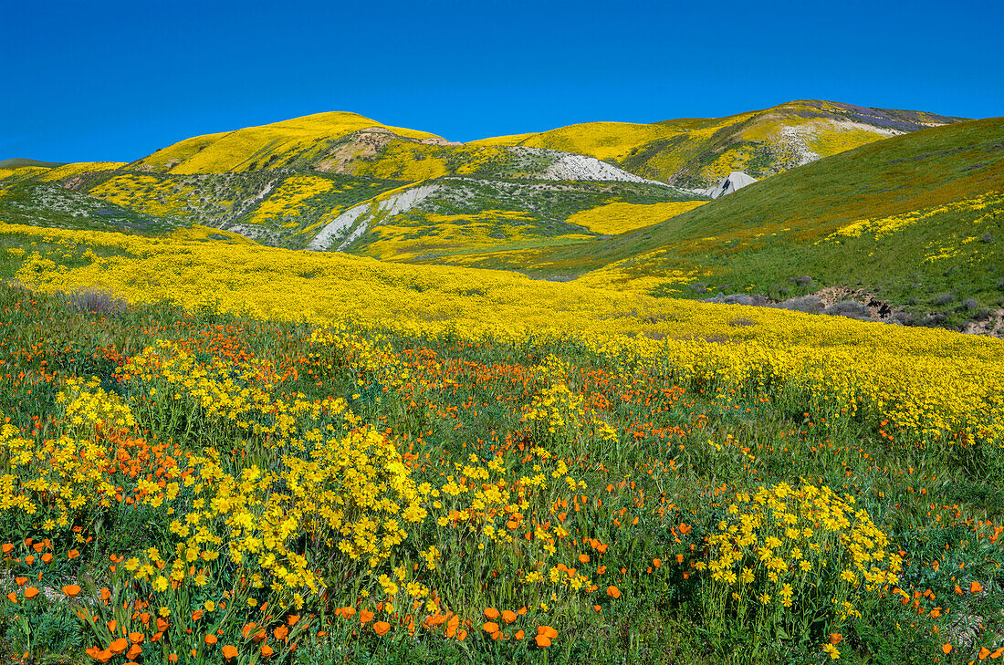 Hillside Daisy (Monolopia lanceolata) flowers, superbloom, Temblor Range, Carrizo Plain National Monument, California