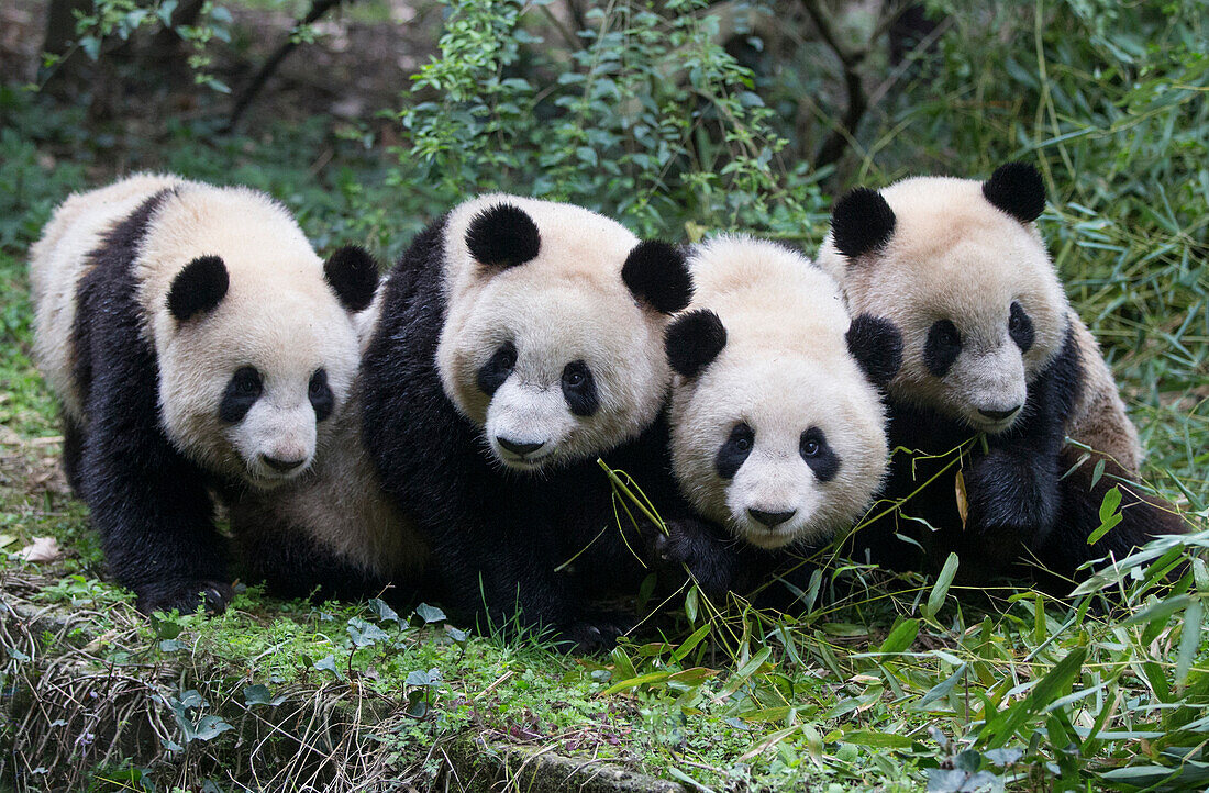 Giant Panda (Ailuropoda melanoleuca) sub-adults, Chengdu, China