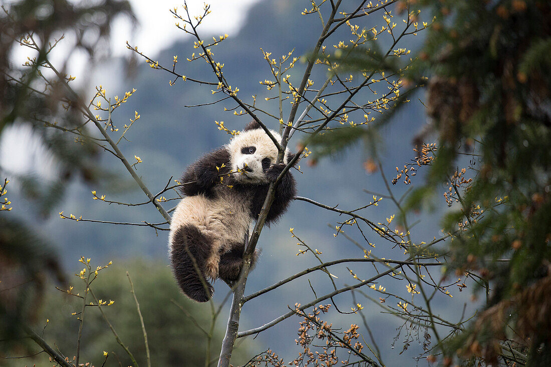 Giant Panda (Ailuropoda melanoleuca) six-to-eight month old cub in tree, browsing new leaves, Bifengxia Panda Base, Sichuan, China