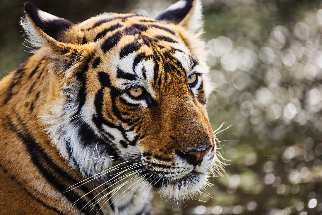 Bengal Tiger (Panthera tigris tigris), Ranthambore National Park, India