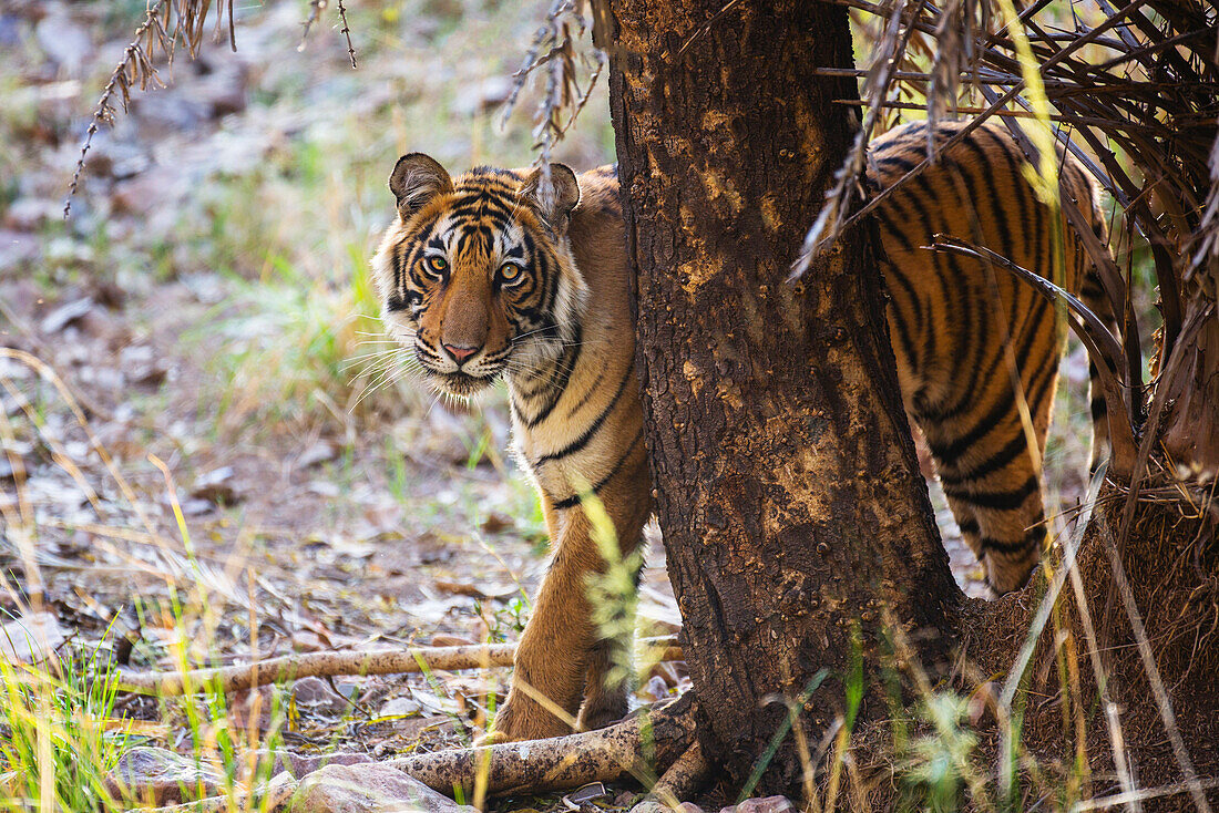 Bengal Tiger (Panthera tigris tigris) cub, Ranthambore National Park, India