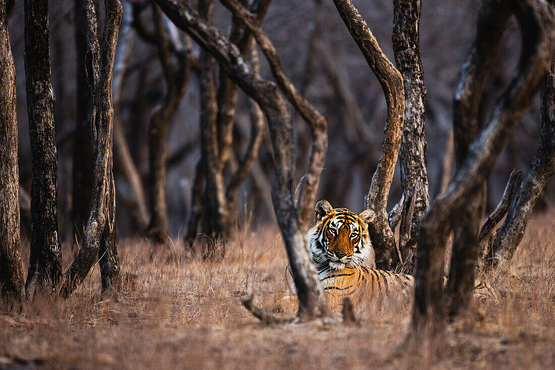 Bengal Tiger (Panthera tigris tigris) in forest, Ranthambore National Park, India