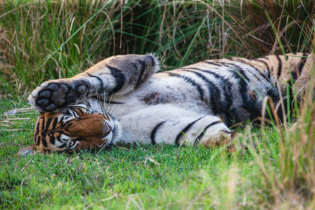 Bengal Tiger (Panthera tigris tigris) rolling, Ranthambore National Park, India