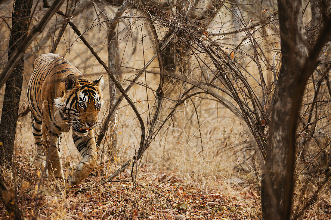 Bengal Tiger (Panthera tigris tigris) female in forest, Ranthambore National Park, India