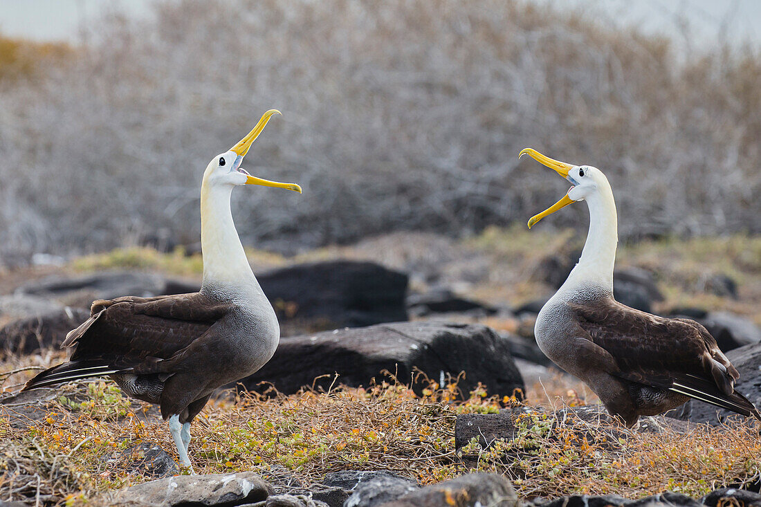 Waved Albatross (Phoebastria irrorata) pair courting, Espanola Island, Galapagos Islands, Ecuador