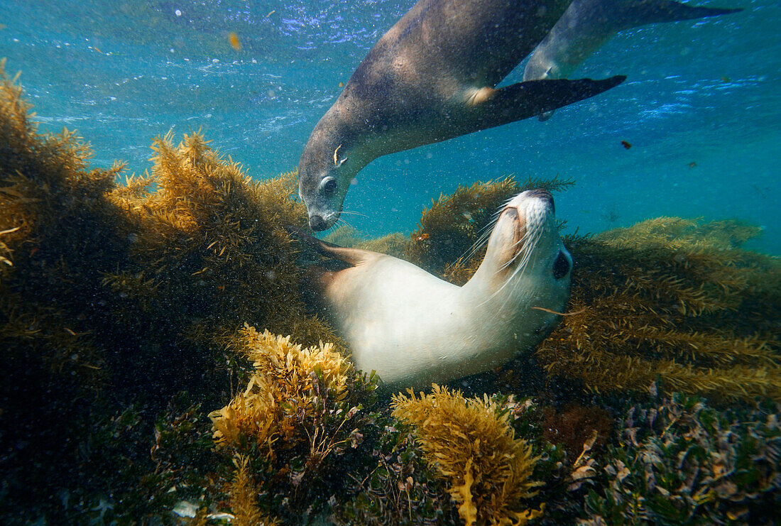 Australian Sea Lion (Neophoca cinerea) playing underwater, Western Australia, Australia