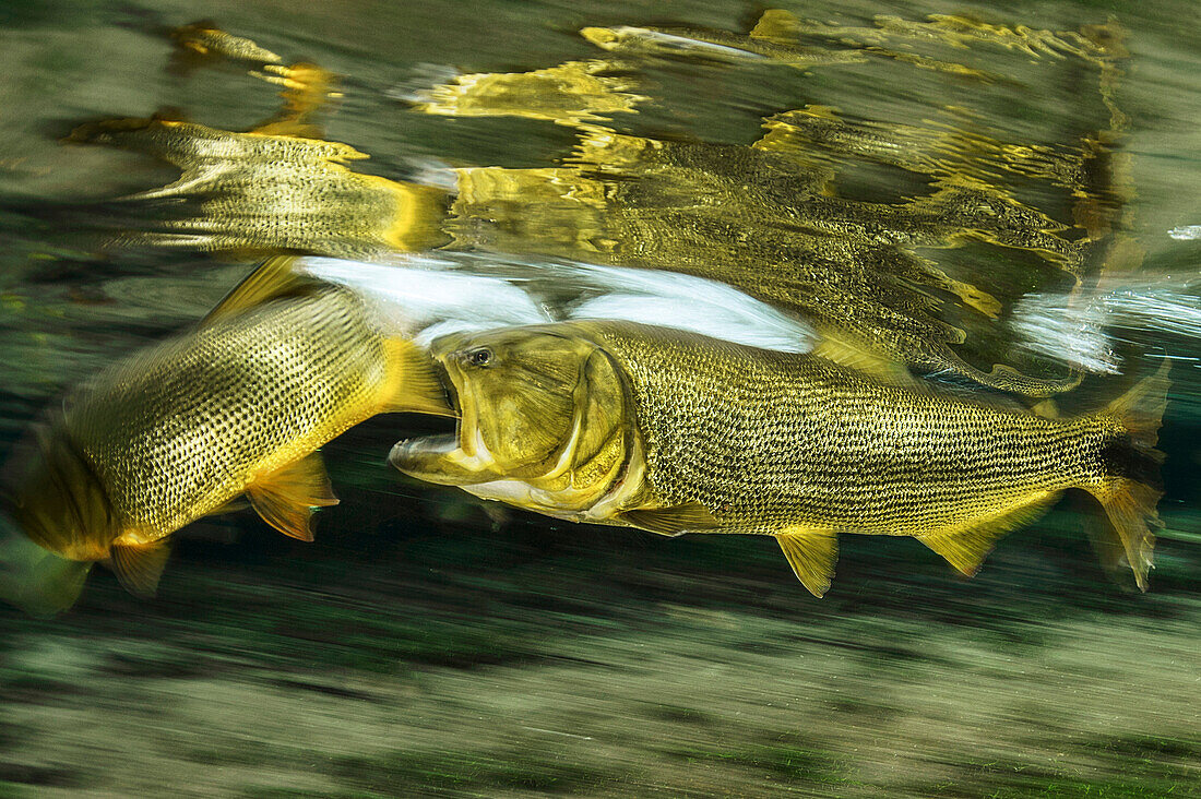 Dourado (Salminus brasiliensis) protecting territory from rival, Brazil