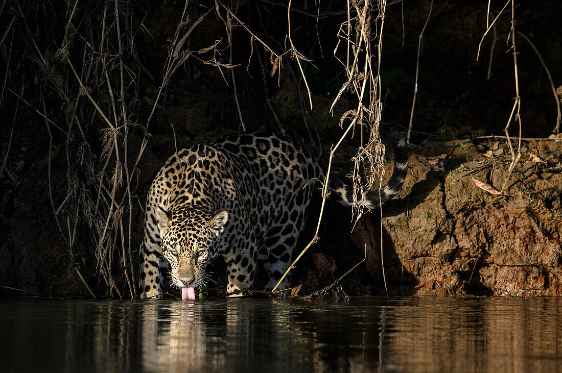 Jaguar (Panthera onca) drinking, Brazil