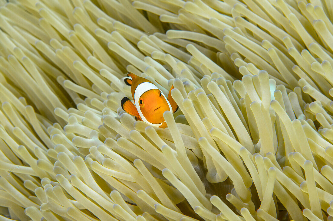 Clown Anemonefish (Amphiprion ocellaris) among tentacles of Magnificent Sea Anemone (Heteractis magnifica), Philippines