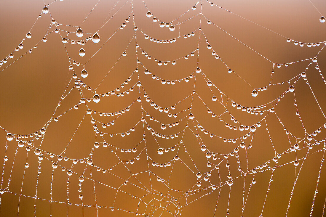 Spider web covered with dew drops, Garden Route National Park, South Africa