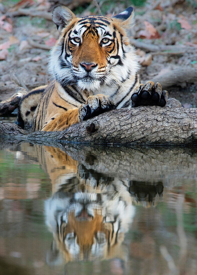 Bengal Tiger (Panthera tigris tigris) female at waterhole, Ranthambore National Park, India