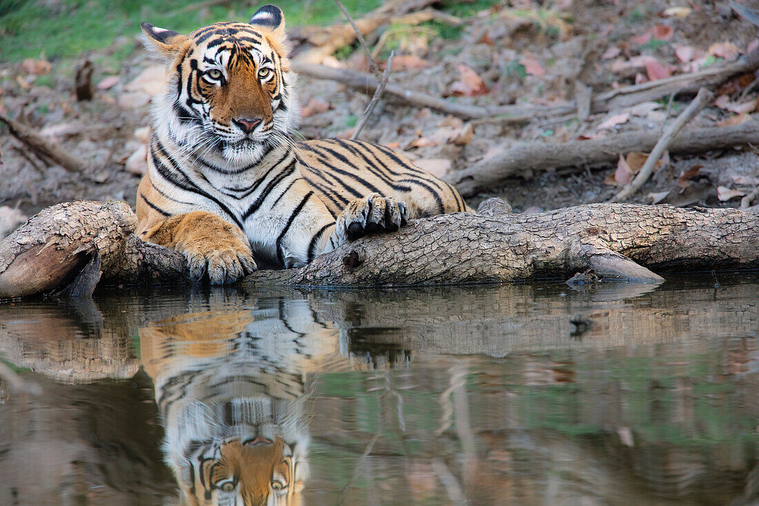 Bengal Tiger (Panthera tigris tigris) female at waterhole, Ranthambore National Park, India