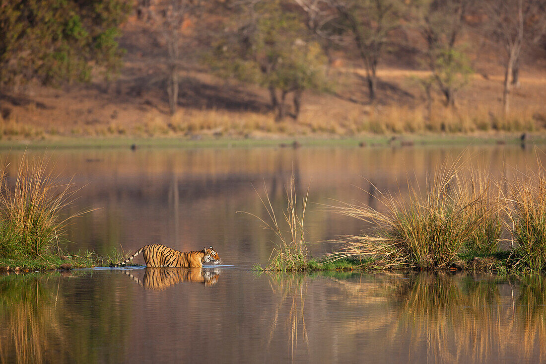 Bengal Tiger (Panthera tigris tigris) female crossing lake, Ranthambore National Park, India