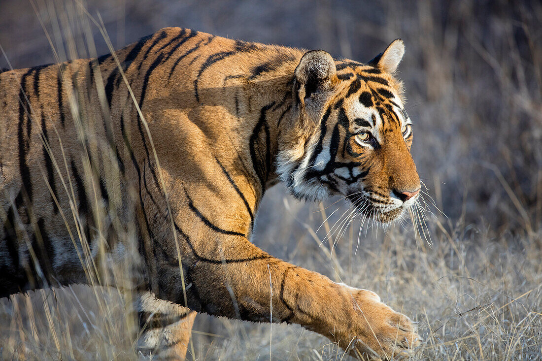 Bengal Tiger (Panthera tigris tigris) male, Ranthambore National Park, India