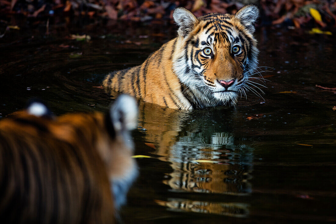 Bengal Tiger (Panthera tigris tigris) mother approaching cub in waterhole, Ranthambore National Park, India