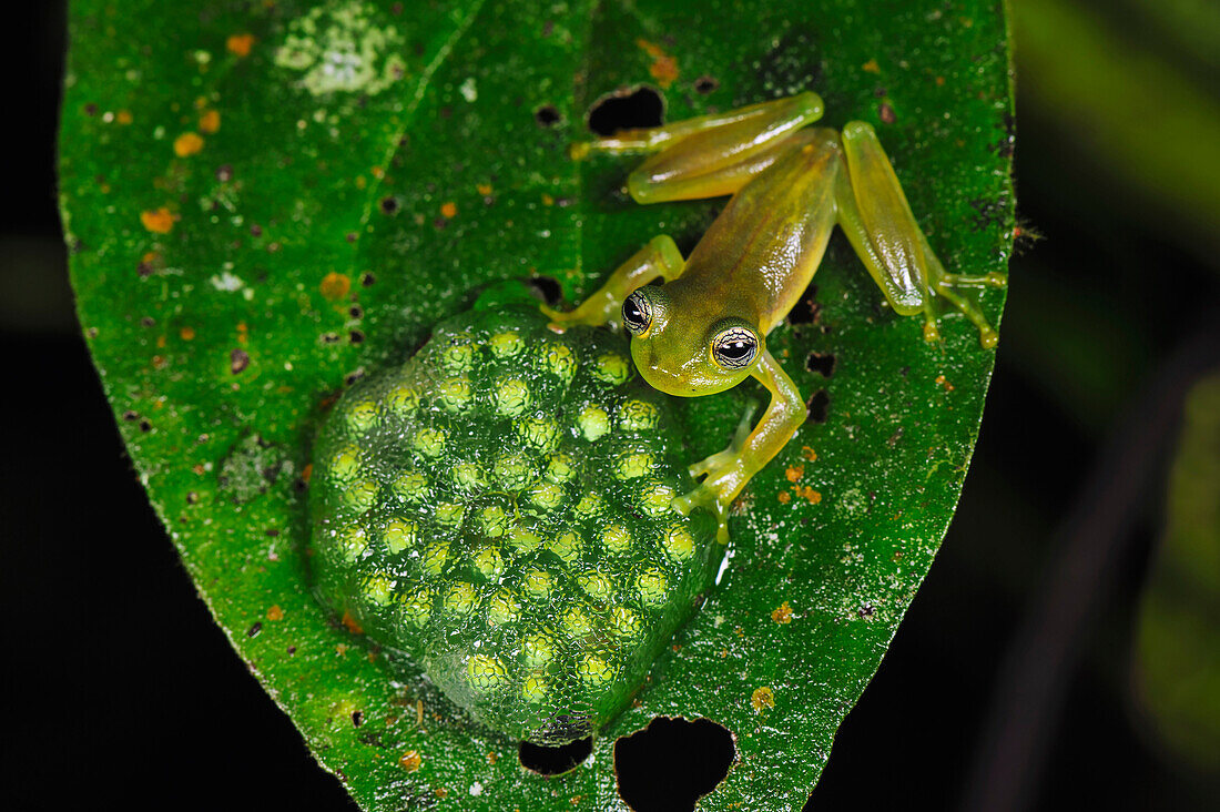Leaf Frog (Cochranella spinosa) parent protecting egg spawn, San Cipriano, Colombia