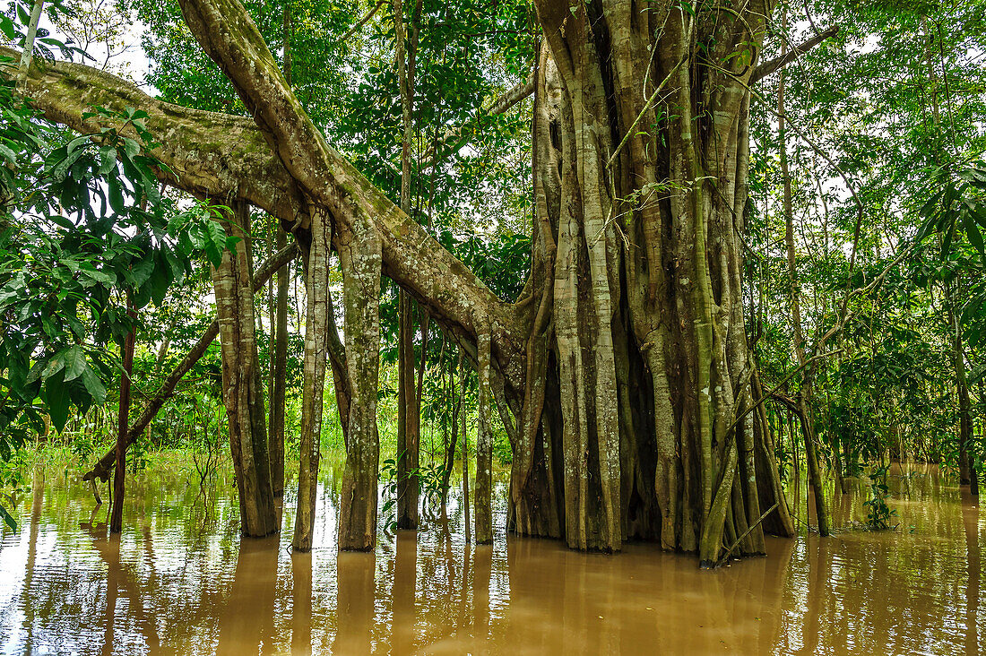 Fig (Ficus sp) tree with exposed stilt … – Bild kaufen – 71216108