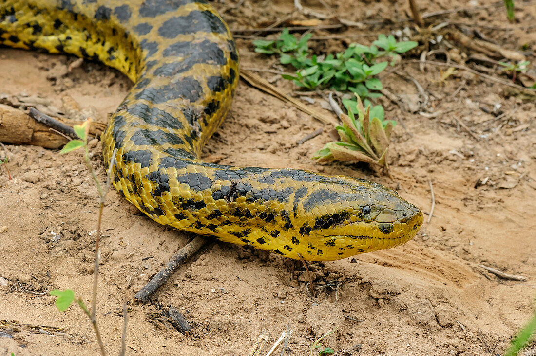 Yellow Anaconda (Eunectes notaeus), Pantanal, Mato Grosso, Brazil