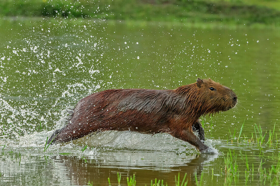 Capybara (Hydrochoerus hydrochaeris) running through water, Pantanal, Mato Grosso, Brazil
