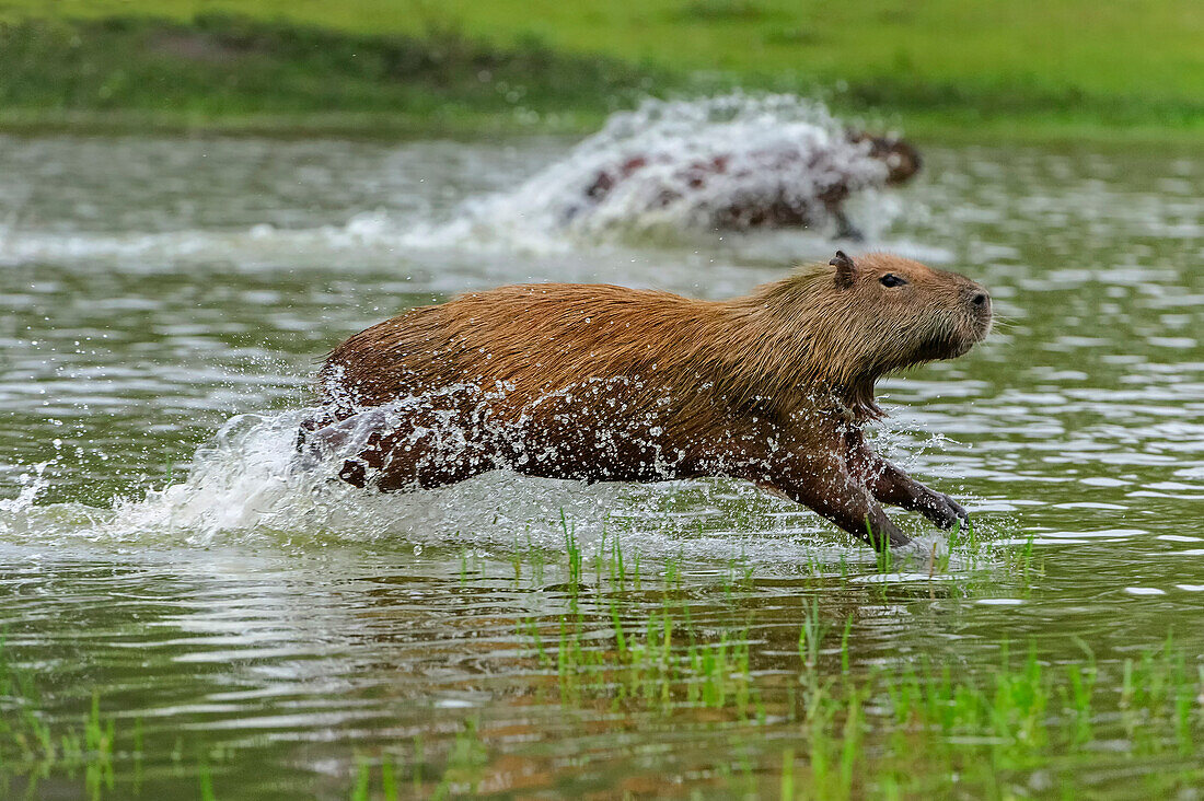 Capybara (Hydrochoerus hydrochaeris) pair running through water, Pantanal, Mato Grosso, Brazil