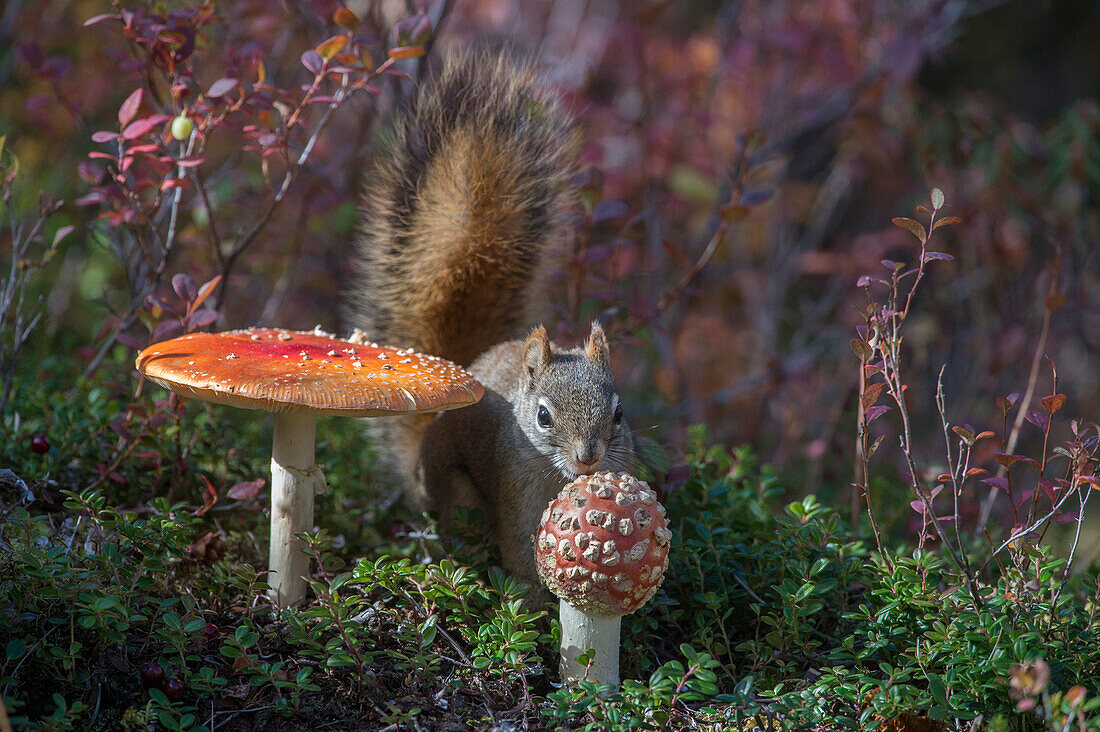 Red Squirrel (Tamiasciurus hudsonicus) collecting poisonous Fly Agaric (Amanita muscaria) mushroom, which it can digest with no ill effect, Alaska