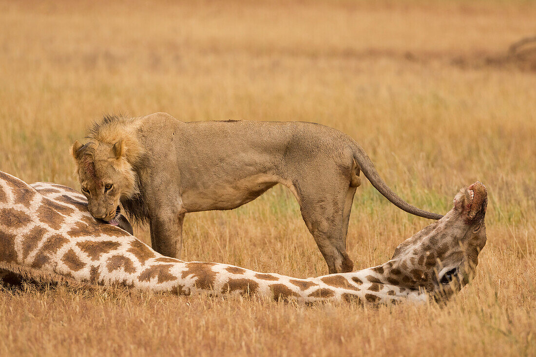 African Lion (Panthera leo) male with killed South African Giraffe (Giraffa camelopardalis giraffa) bull, Kgalagadi Transfrontier Park, Botswana, sequence 14 of 15