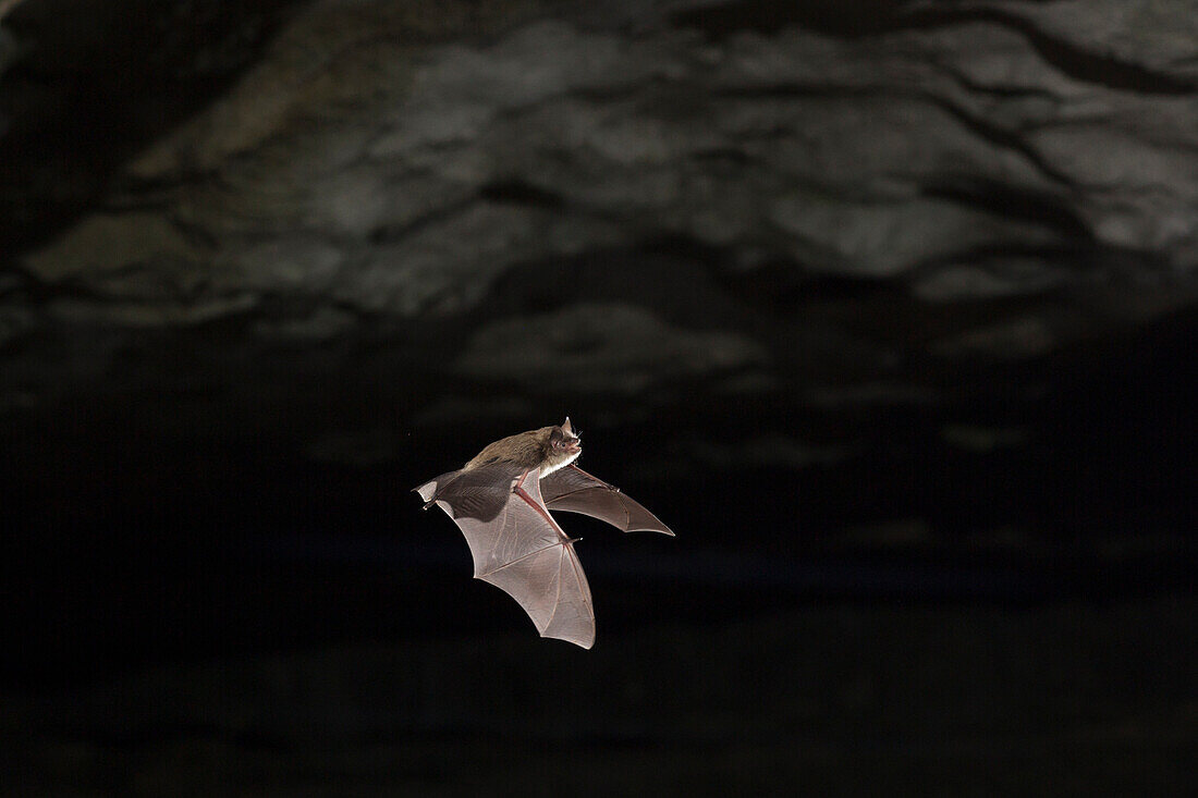 Indiana Bat (Myotis sodalis) emerging from cave, Wyandotte Cave, O'Bannon Woods State Park, Indiana