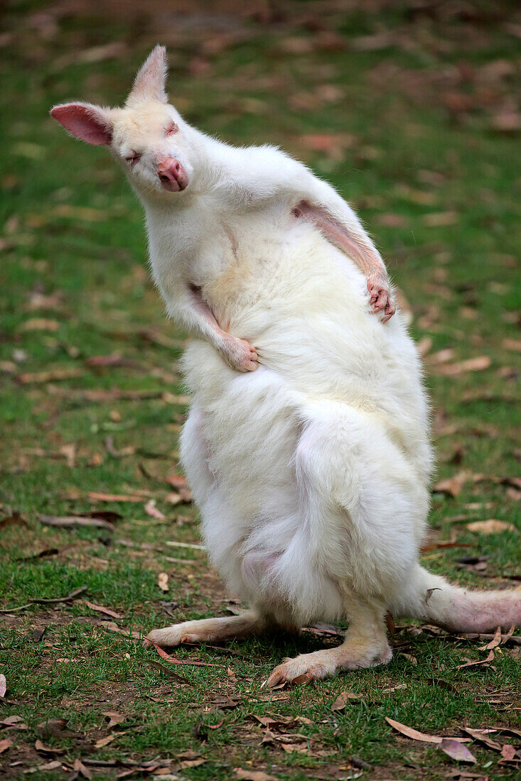 Red-necked Wallaby (Macropus rufogriseus) albino grooming, South Australia, Australia