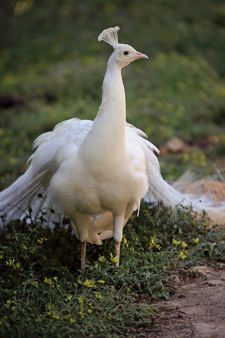 Indian Peafowl (Pavo cristatus) albino male, South Australia, Australia