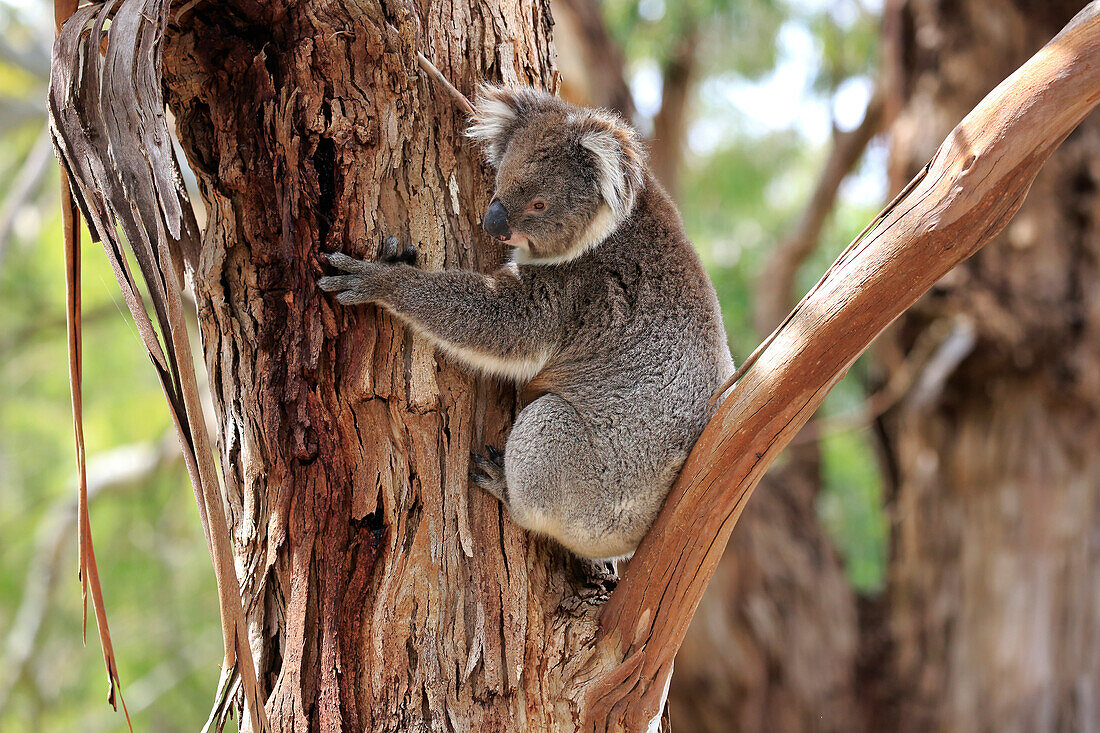 Koala (Phascolarctos cinereus), South Australia, Australia